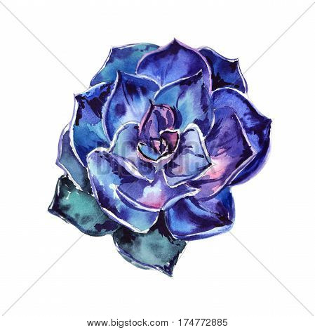 Wildflower succulentus flower in a watercolor style isolated. Full name of the plant: succulentus. Aquarelle wild flower for background, texture, wrapper pattern, frame or border.