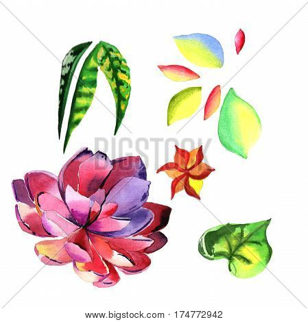 Wildflower succulentus flower in a watercolor style isolated. Full name of the plant: succulentus. Aquarelle wild flower for background, texture, wrapper pattern, frame or border.