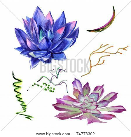 Wildflower succulentus flower in a watercolor style isolated. Full name of the plant: succulentus. Aquarelle wild flower for background, texture, wrapper pattern, frame or border.