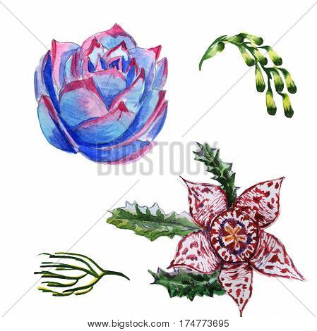 Wildflower succulentus flower in a watercolor style isolated. Full name of the plant: succulentus. Aquarelle wild flower for background, texture, wrapper pattern, frame or border.