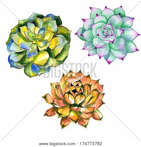Wildflower succulentus flower in a watercolor style isolated. Full name of the plant: succulentus. Aquarelle wild flower for background, texture, wrapper pattern, frame or border.