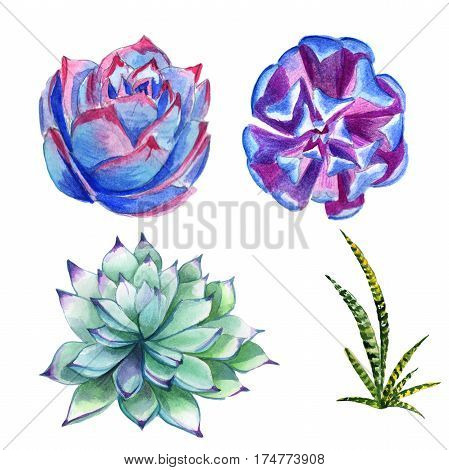 Wildflower succulentus flower in a watercolor style isolated. Full name of the plant: succulentus. Aquarelle wild flower for background, texture, wrapper pattern, frame or border.