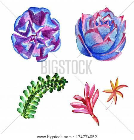 Wildflower succulentus flower in a watercolor style isolated. Full name of the plant: succulentus. Aquarelle wild flower for background, texture, wrapper pattern, frame or border.