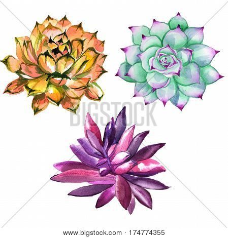 Wildflower succulentus flower in a watercolor style isolated. Full name of the plant: succulentus. Aquarelle wild flower for background, texture, wrapper pattern, frame or border.