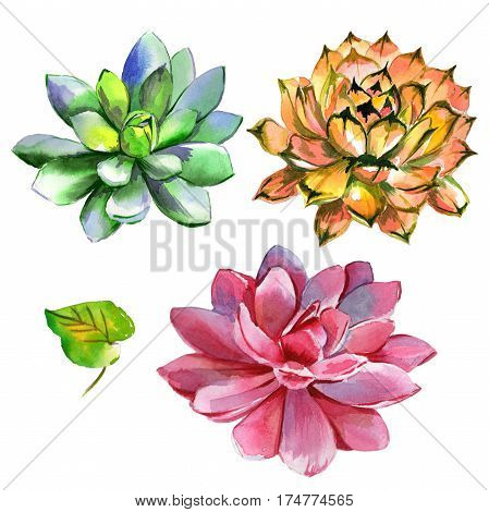 Wildflower succulentus flower in a watercolor style isolated. Full name of the plant: succulentus. Aquarelle wild flower for background, texture, wrapper pattern, frame or border.