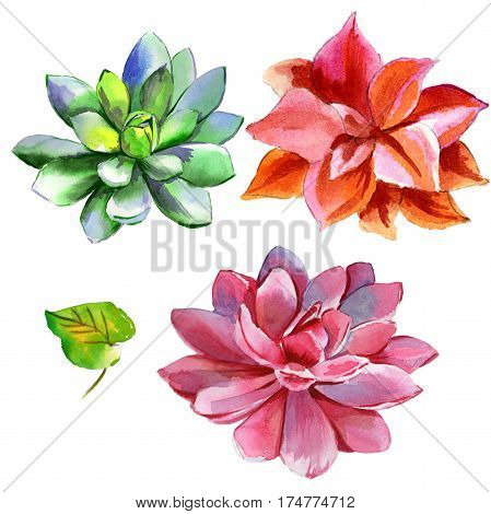 Wildflower succulentus flower in a watercolor style isolated. Full name of the plant: succulentus. Aquarelle wild flower for background, texture, wrapper pattern, frame or border.