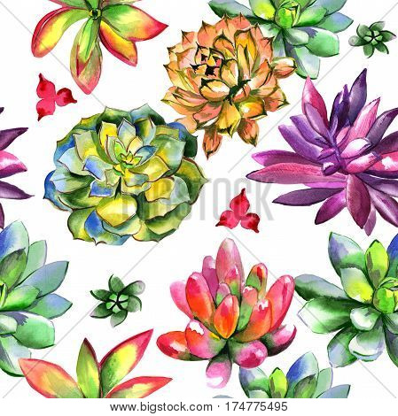 Wildflower succulentus flower pattern in a watercolor style isolated. Full name of the plant: succulentus. Aquarelle wild flower for background, texture, wrapper pattern, frame or border.