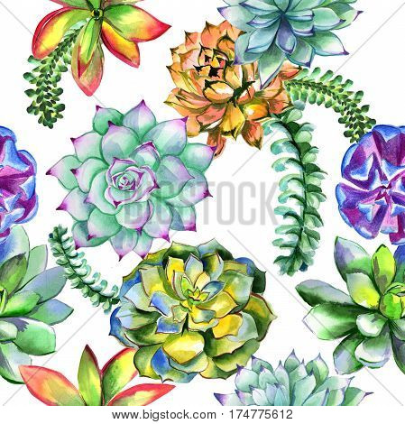 Wildflower succulentus flower pattern in a watercolor style isolated. Full name of the plant: succulentus. Aquarelle wild flower for background, texture, wrapper pattern, frame or border.