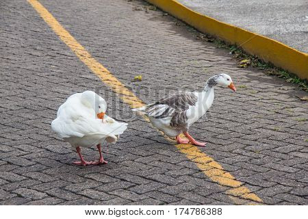 Ducks On The Road
