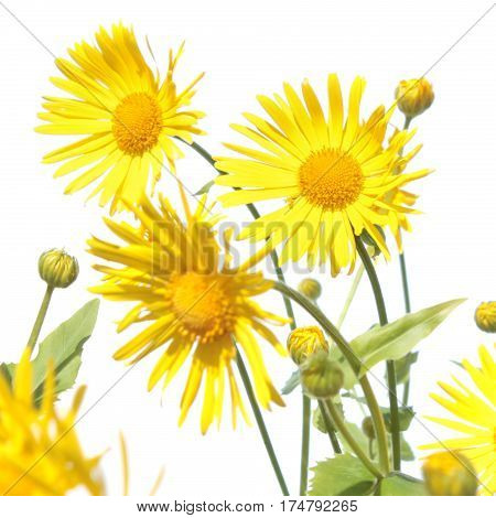 Leopard's banes (Doronicum) yellow flower isolated on white background