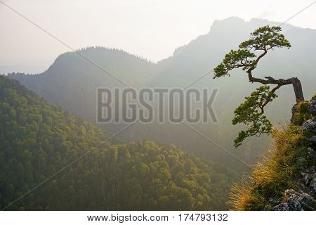 Famous Curved Pine Tree On The Top Of Sokolica Peak In Pieniny, Poland