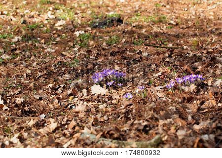 Flowers of the Spring Crocus (Crocus vernus) in a forest.