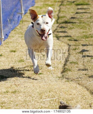 Ears flying, a happy pitbull terrier on a lure course
