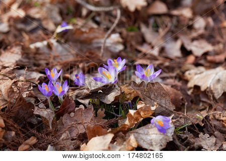 Flowers of the Spring Crocus (Crocus vernus) in a forest.
