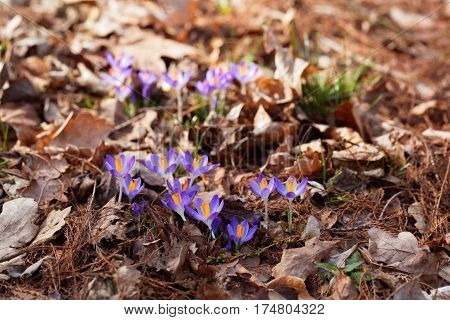 Flowers of the Spring Crocus (Crocus vernus) in a forest.