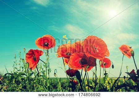 picturesque scene close up of fresh red flowers poppy on the green field in the sunlight. on the perfect blue sky background. majestic rural landscape. Retro and vintage style Instagram toning effect.