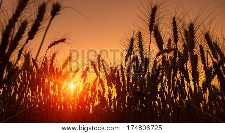 majestic golden sunset over wheat field. picturesque scene. Fantastic morning landskape. colorful sunset. Beauty world. Natural background. creative nature images used as background