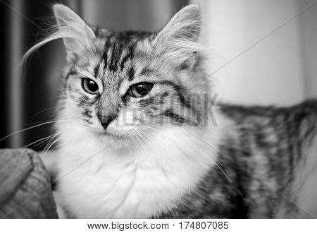 Fluffy Grey Cat portrait black and white