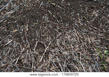 Red forest ants close-up. Background of red ant colony.