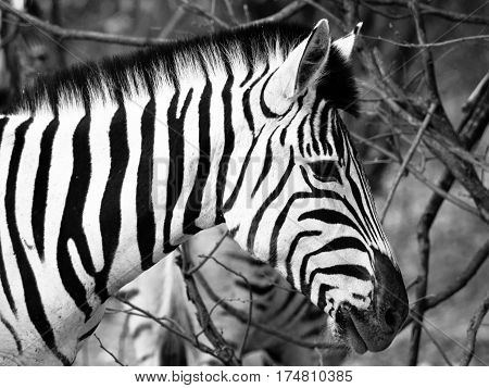 Prifile close-up shot of wild zebra in black and white, Etosha National Park, Namibia, Africa.