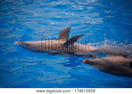 Two dolphins close up. Thailand. Phuket.