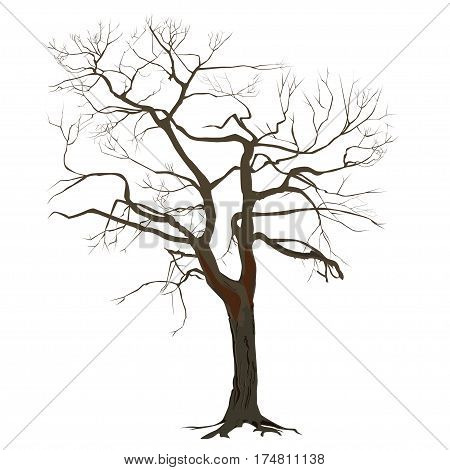 Tree trunk in color without leaves on a white background