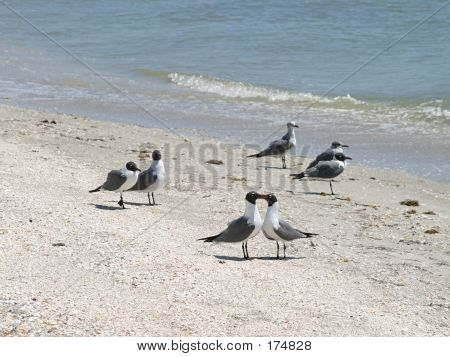 Uccelli amore