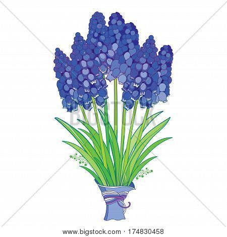 Vector bouquet with outline blue muscari or grape hyacinth flowers and green leaves isolated on white. Ornate floral elements for spring design or greeting card. Bunch of muscari in contour style.