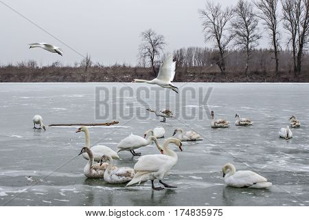 Mute swans, Cygnus olor, on frozen river Tisa near Becej in cloudy winter day. Icebound swans