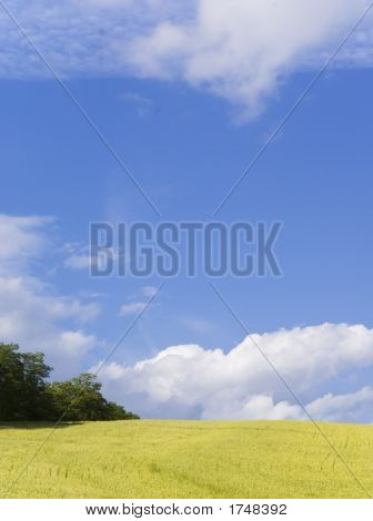 Gul området
