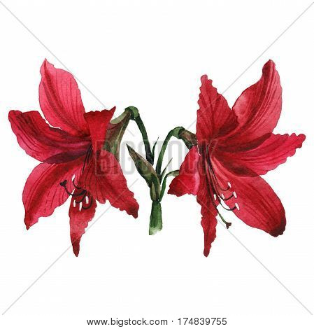 Wildflower amarillis flower in a watercolor style isolated. Full name of the plant: amarillis. Aquarelle wild flower for background, texture, wrapper pattern, frame or border.