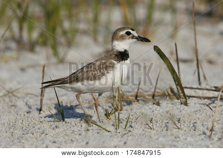 A Wilson's Plover Charadrius wilsonia walking on sand among seashore vegetation
