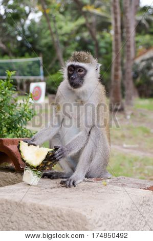 Monkey vervet on a low wall enjoying a fresh pineapple