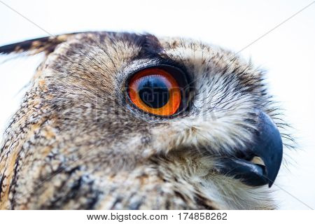 Close up photo of a Horned Owl or Eagle owl (Buto buto) (bubo)