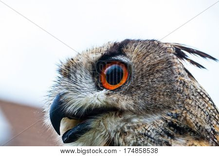 Close up photo of a Horned Owl or Eagle owl (Buto buto) (bubo)