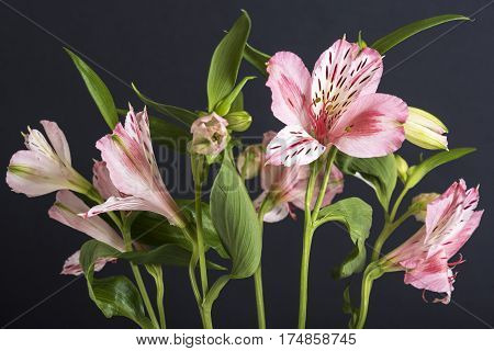 Bright, fresh and beautiful pale pink colored textured petals enjoying the light. alstroemeria flower up close black background