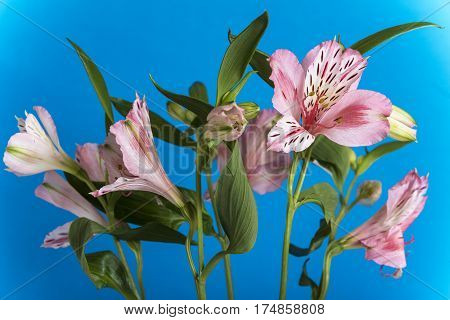 Bright, fresh and beautiful pale pink colored textured petals enjoying the light. alstroemeria flower up close blue background