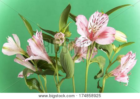Bright, fresh and beautiful pale pink colored textured petals enjoying the light. alstroemeria flower up close green background