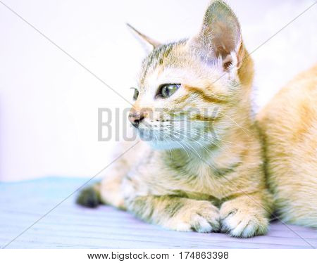 Small kitten on wooden bench. Young cat on wooden background. Countryside life of domestic cat. Village kitten on rustic board. Lovely brown kitty. Domestic pet living outdoor. Lovely animal on white
