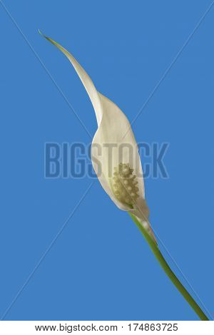 diagonal view of a flower of peace lily plant on blue background