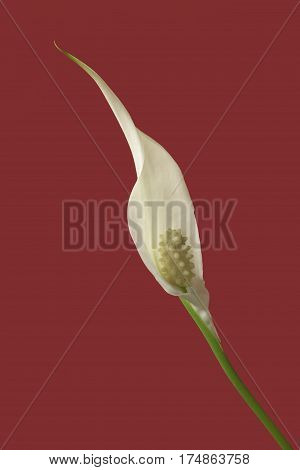 diagonal view of a flower of peace lily plant on red background