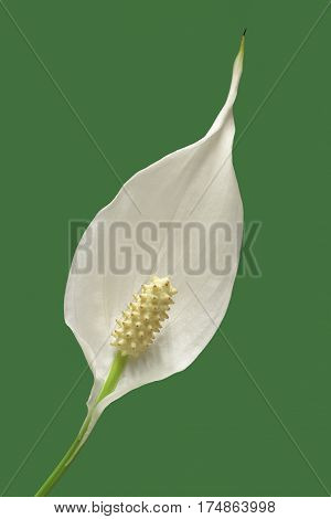 diagonal view of a flower of peace lily plant on green background