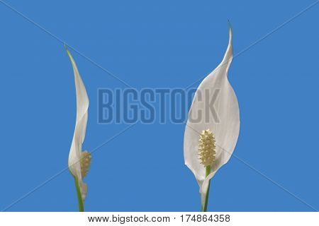 two flowers of peace lily houseplant on blue background