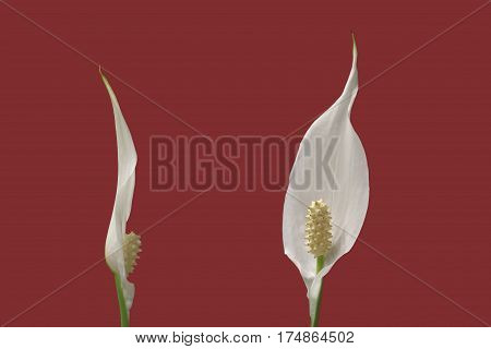 two flowers of peace lily houseplant on red background