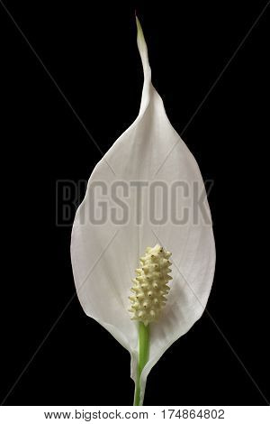 foreground of a flower of peace lily plant on black background