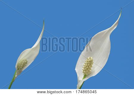 two peace lily plant flowers on blue background