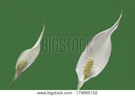two peace lily plant flowers on green background