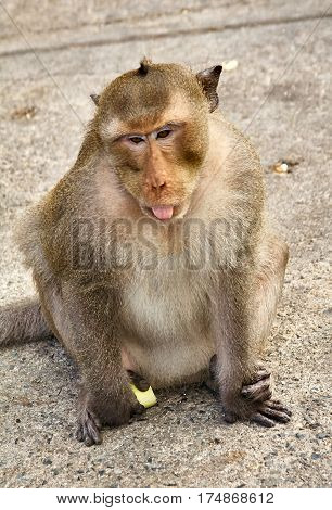 Monkey comical on the rocks funny close-up Thailand