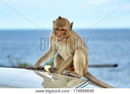 Monkey on the car is eating Thailand funny