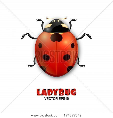 Vector close-up realistic ladybug insect icon isolated on white background. Design template of spring symbol. EPS10 illustration.